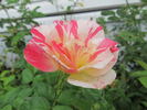 Citrus Burst ™ rose photo
