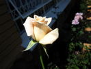 Leana rose photo