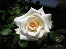Leana rose photo