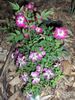 Tom Thumb rose photo
