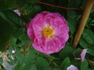 Hypathia rose photo