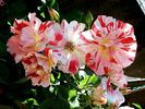 Boccacio rose photo