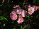 Andikó rose photo