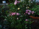 Andikó rose photo