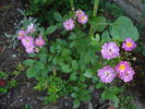Heinrich Karsch rose photo
