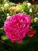 Boula de Nanteuil rose photo
