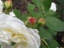 Weisse Gruss an Aachen rose photo