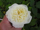 Weisse Gruss an Aachen rose photo
