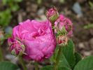 Adèle Heu rose photo