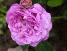 Adèle Heu rose photo