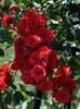 Super Elfin rose photo