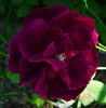 Prince Yugala rose photo