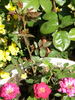 Love 'Ya Dad rose photo