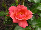 All That Jazz rose photo