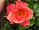 All That Jazz rose photo