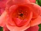 All That Jazz rose photo