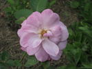 Mirjam rose photo
