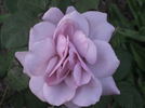 Mirjam rose photo