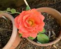 Coffee Break rose photo