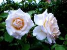 Fee rose photo