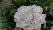 Neige d'Ete rose photo