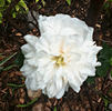 Jessica rose photo