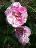 Unique Panachée rose photo