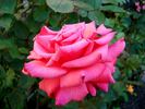 Sentimental rose photo