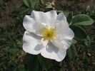 Gideon Lincecum rose photo
