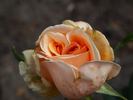 Ceres rose photo