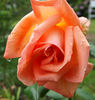 Comtesse de Castilleja rose photo