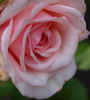 Mrs. E. Claxton rose photo