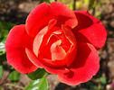 Rote Mevrouw G.A. van Rossem rose photo