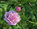 Mrs. F.F. Prentiss rose photo