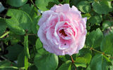 Mrs. F.F. Prentiss rose photo