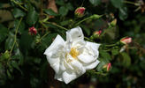 Chastity rose photo
