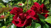 Crimson Conquest rose photo