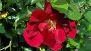 Crimson Conquest rose photo