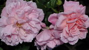 Christine Wright rose photo