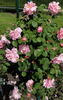 Christine Wright rose photo