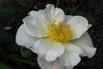 Una rose photo