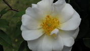 Una rose photo