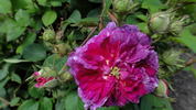 Luciole rose photo