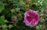 Luciole rose photo