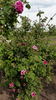 Luciole rose photo
