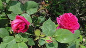 François Arago rose photo