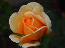Ceres rose photo