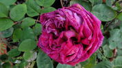 Henry Nevard rose photo