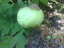 Alice Harding peony photo