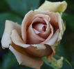 Sterling '95 rose photo